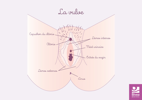 vulve