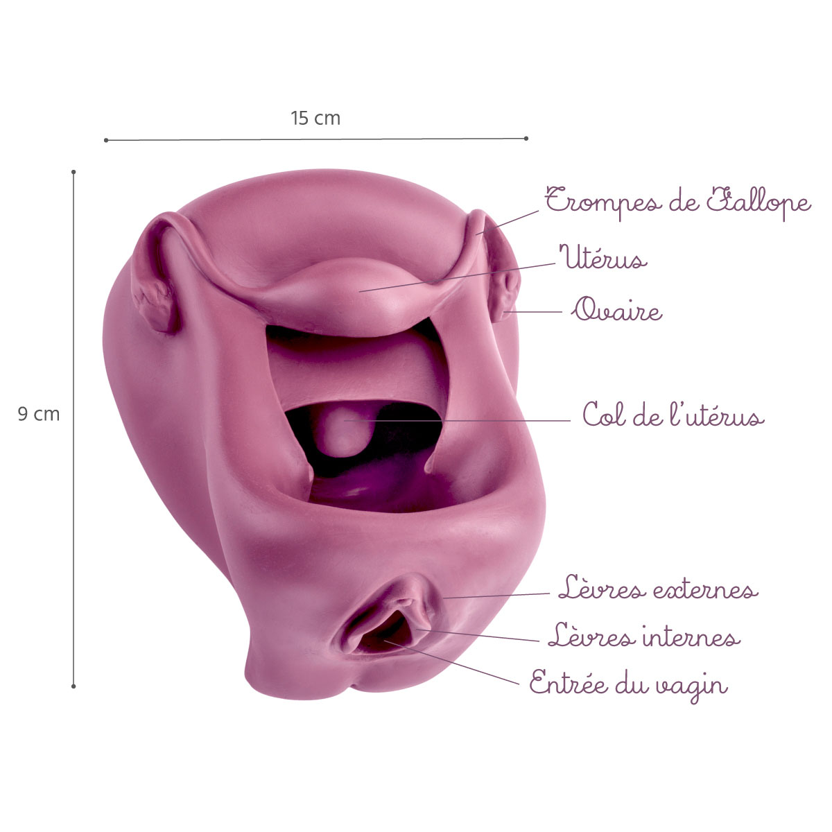 Matériel pédagogique Vulve-Vagin Diaphragme légendé