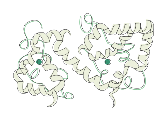 Lactoferrine en version molécule