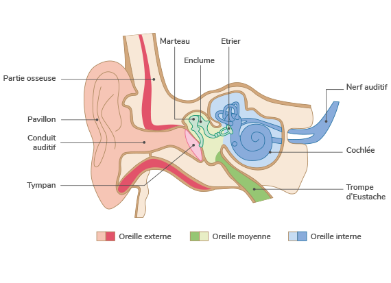 Schéma détaillé d'une oreille