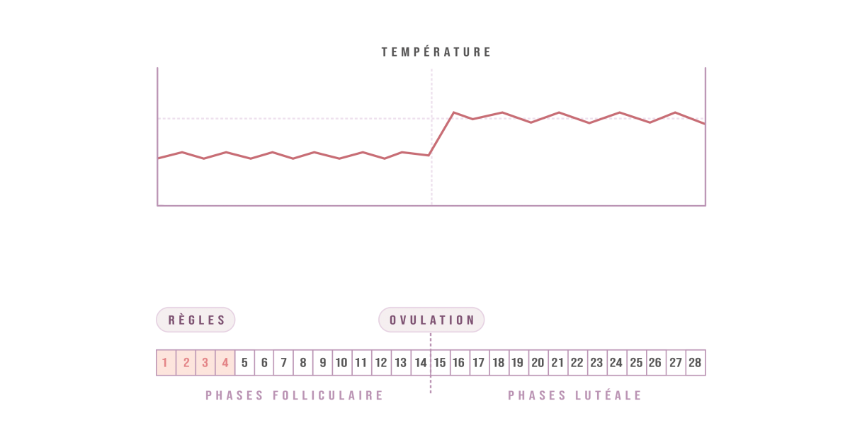 Infographie température cycle menstruel