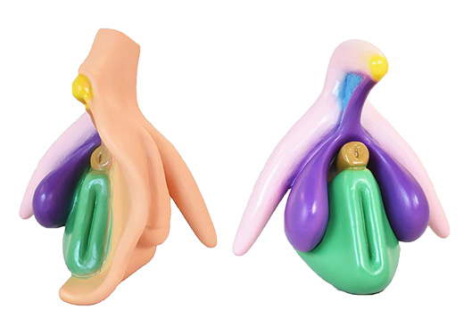 Vulve et clitoris pour éducation sexuelle