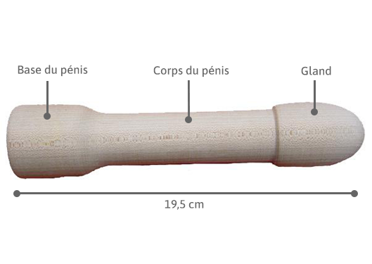 Pénis en bois pour education sexuel medintim 