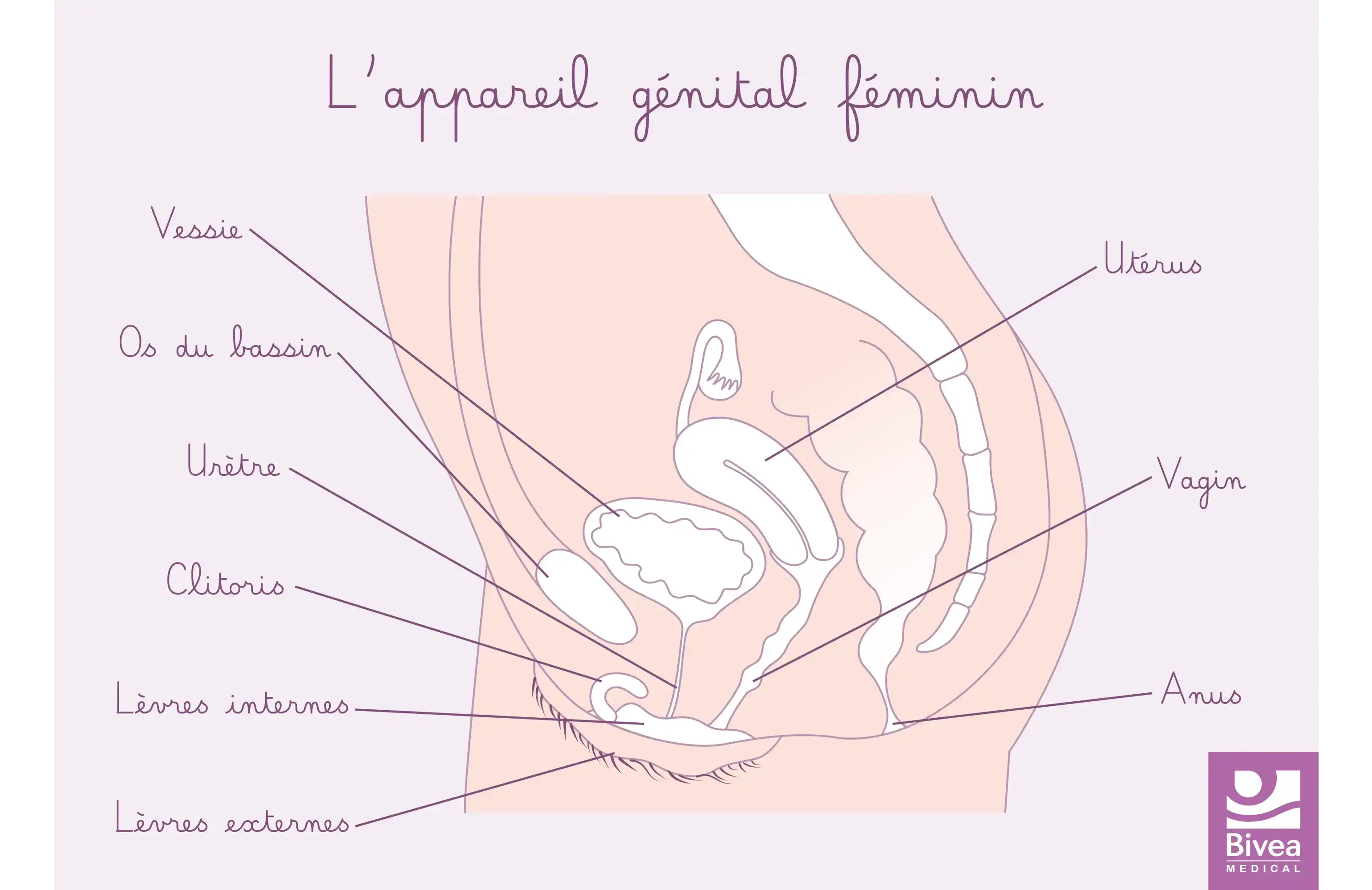 carte appareil génital féminin