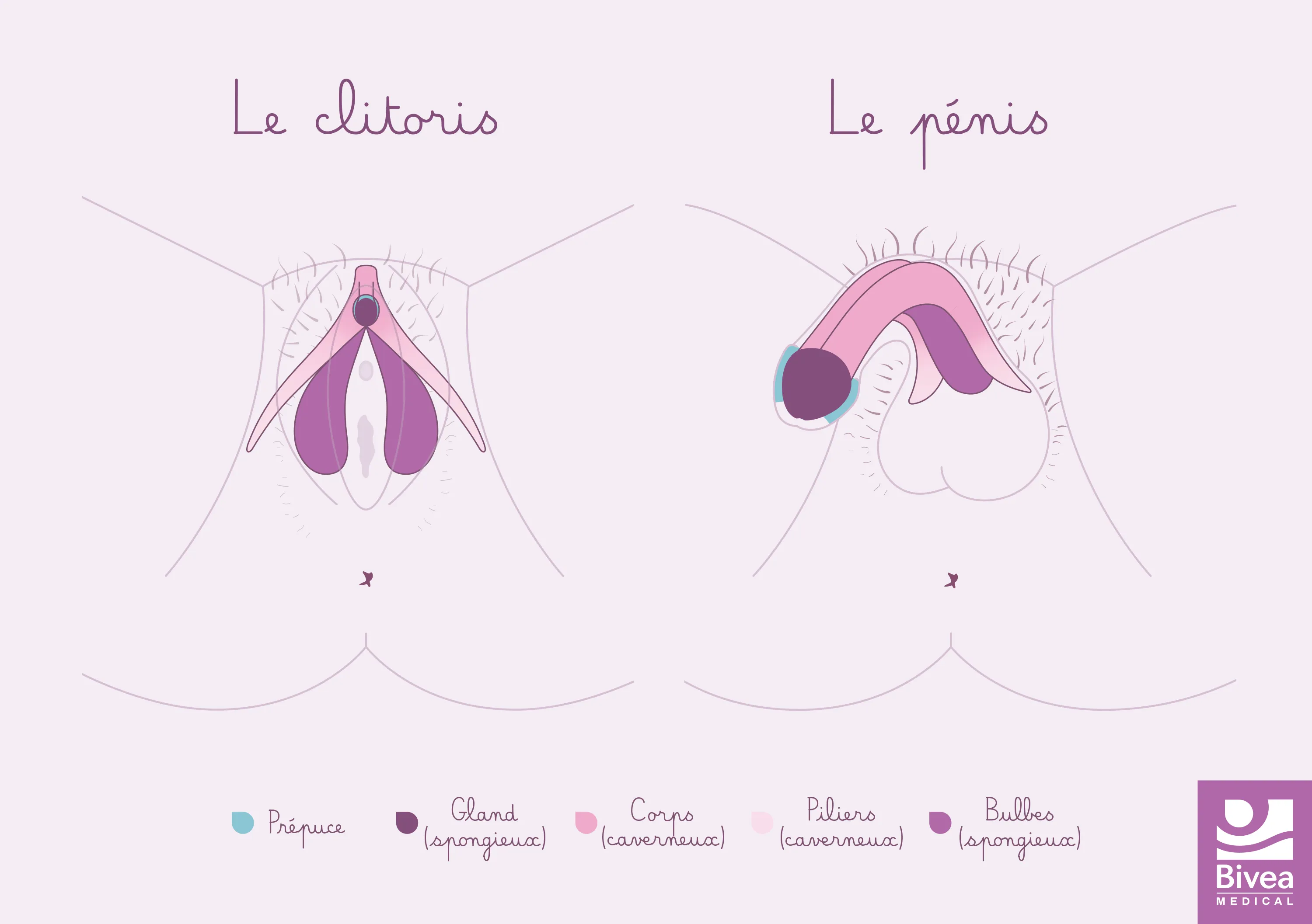 Carte anatomique clitoris pénis