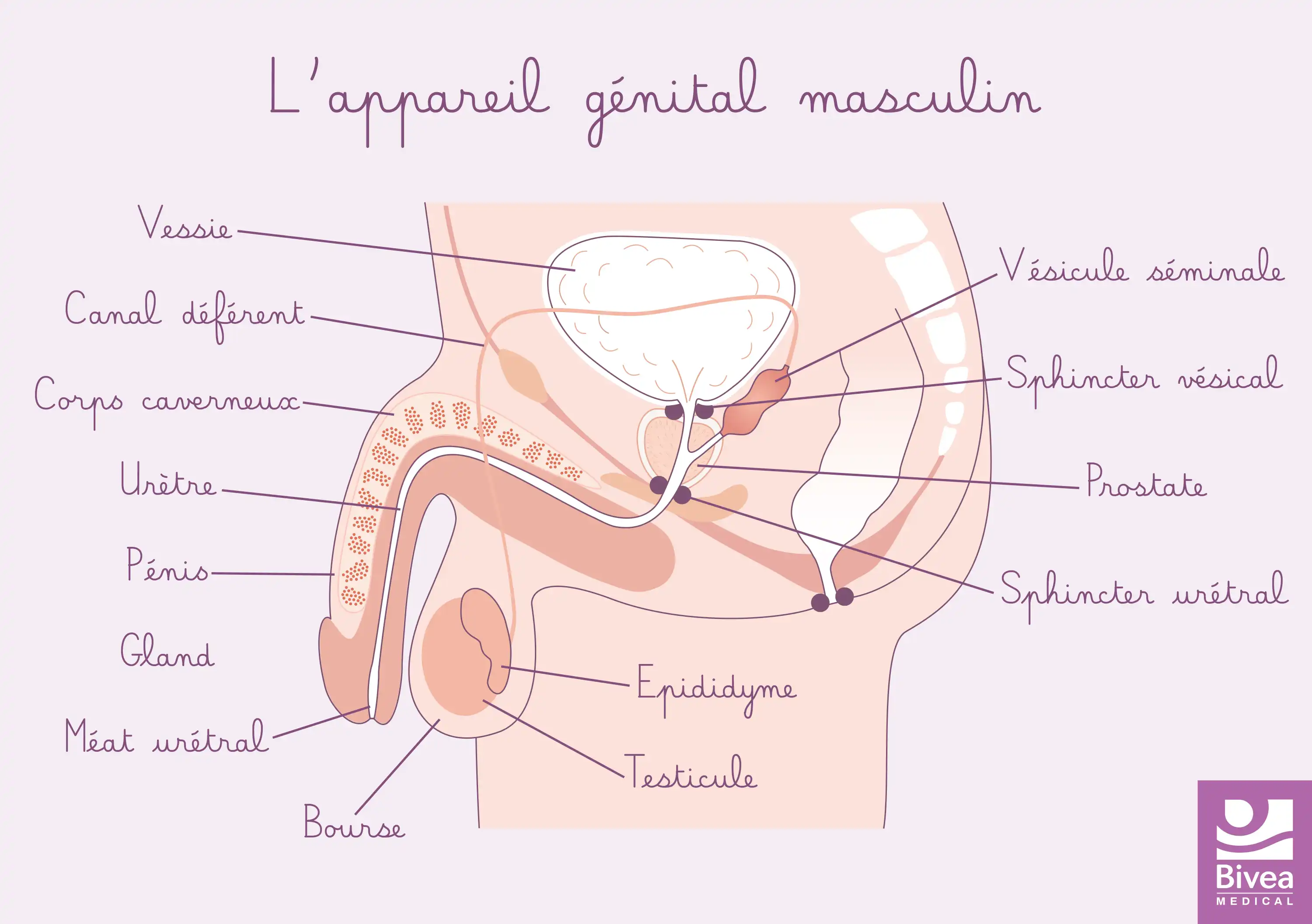 schéma appareil génital masculin 