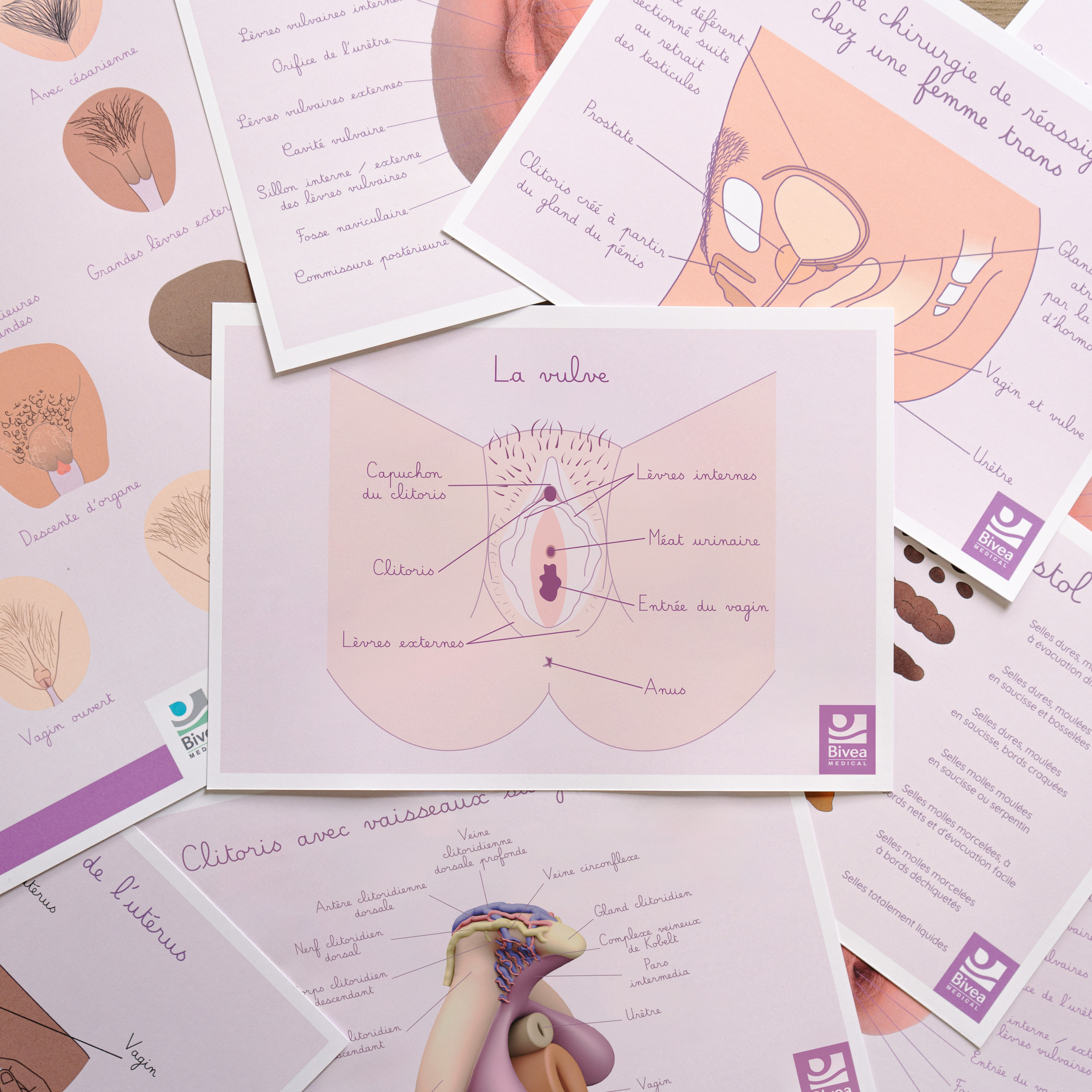 planches anatomiques appareil génital masculin