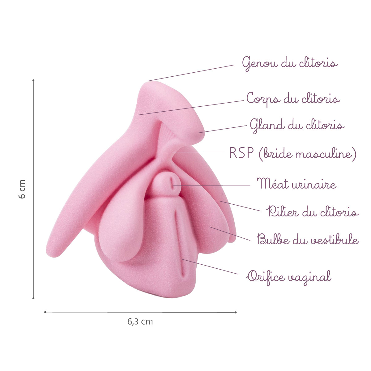 clitoris taille réelle légendes