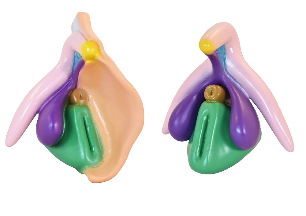 Modèle clitoris + vulve
