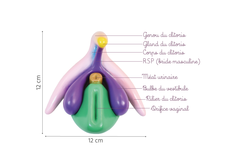 clitoris 3D légendes