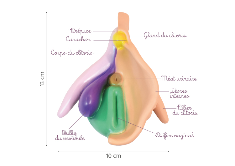 clitoris 3D légendes