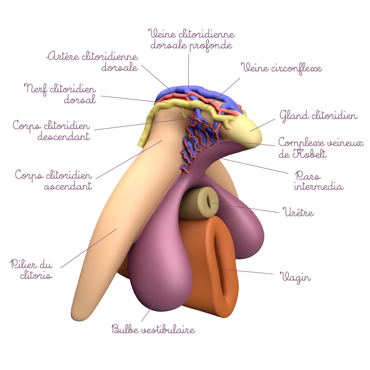 Schéma clitoris 3D