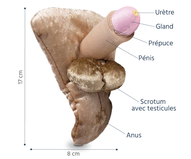 pénis au repos peluche légendes