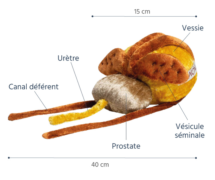 prostate en peluche légendes