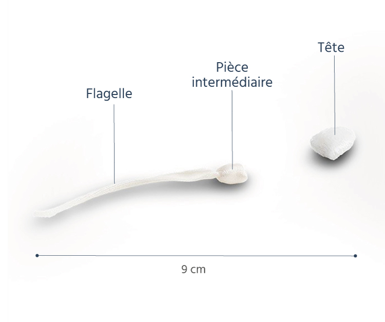 spermatozoide en peluche légendes