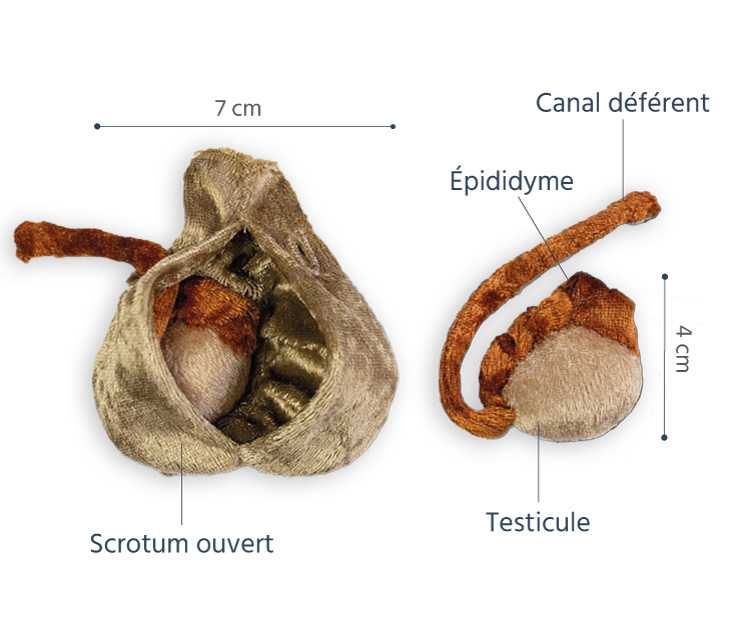 scrotum en peluche légendes