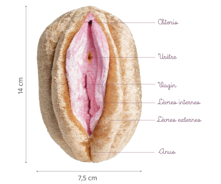 vagin et vulve en peluche légendes