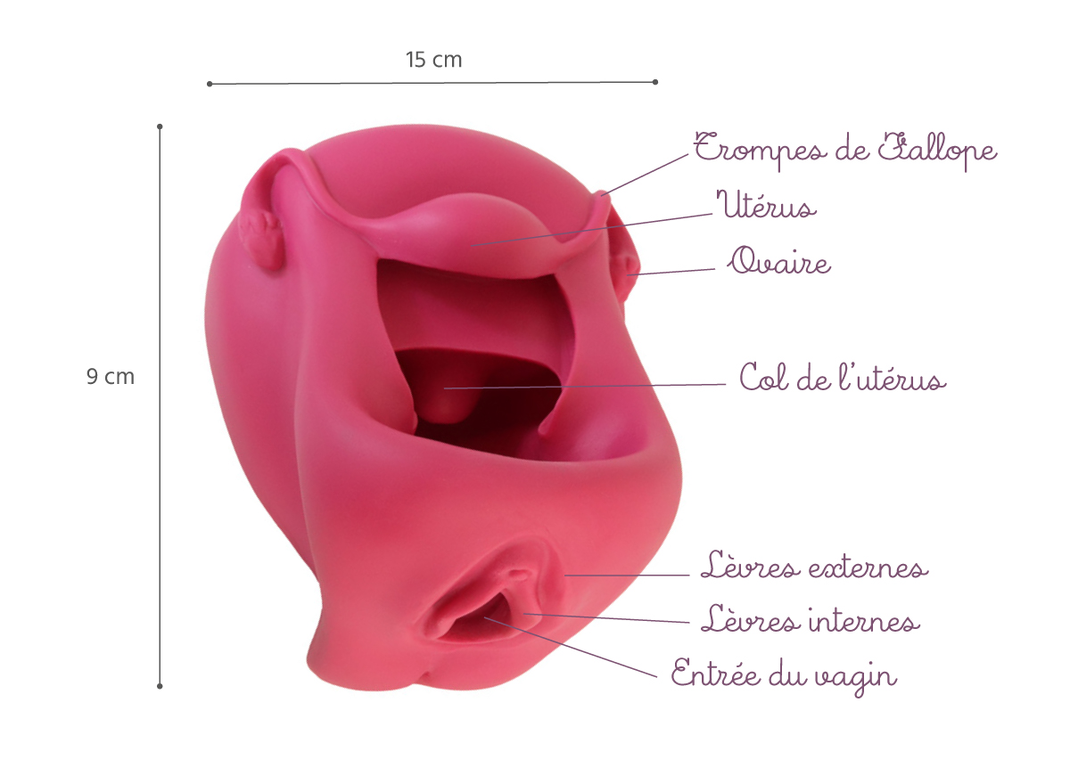 Modèle anatomique vagin vulve en silicone rose