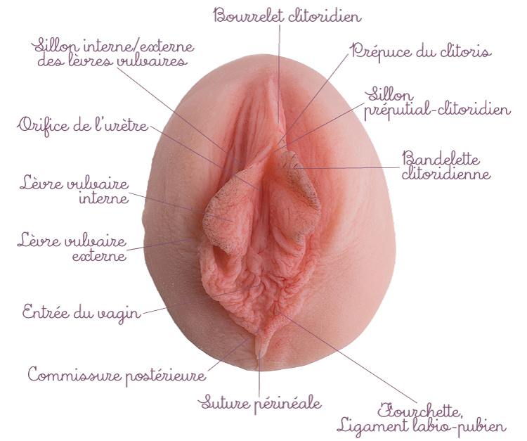 schéma vulve voile de mariée