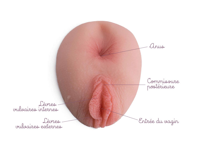 schéma avec légendes du modèle anus avec vulve en silicone