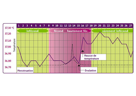 Déroulement du cycle menstruel